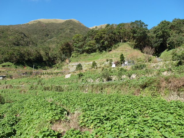 竹子湖步道  (421).JPG