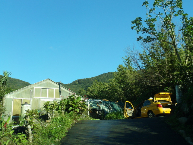 竹子湖步道  (425).JPG