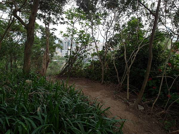 白鷺鷥山 (13).JPG