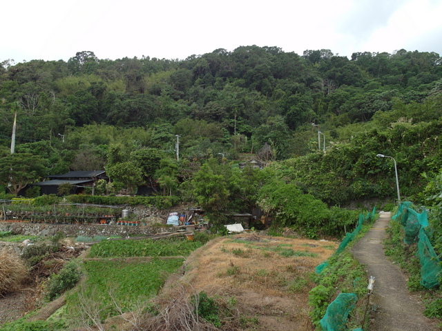 竹子湖步道 (465).JPG