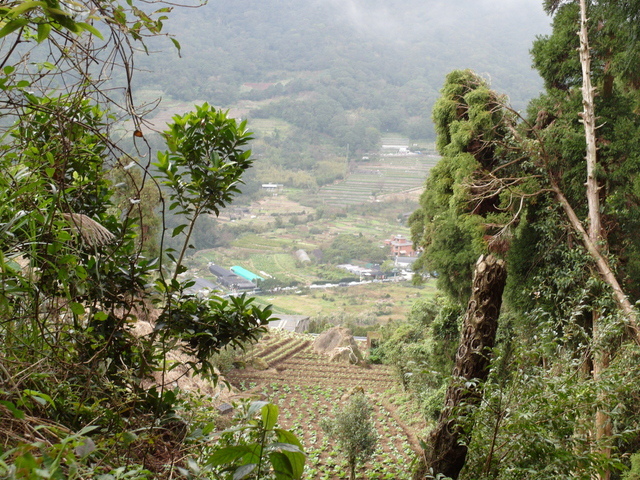 竹子湖步道 (473).JPG