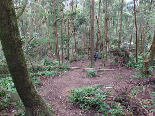 竹子湖步道 (483).JPG