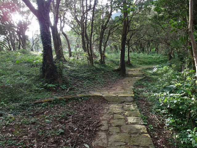 竹子湖步道 (508).JPG