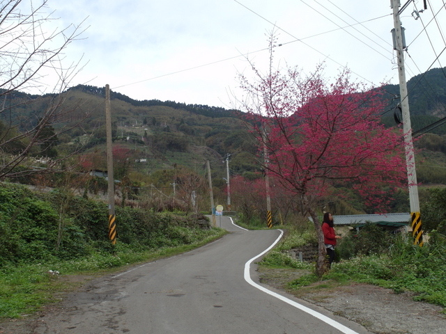 鳥嘴山、大窩山 (11).JPG