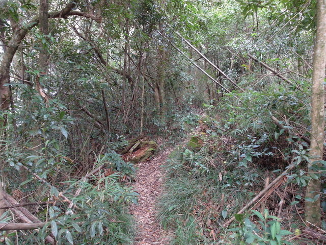 鳥嘴山、大窩山 (60).JPG