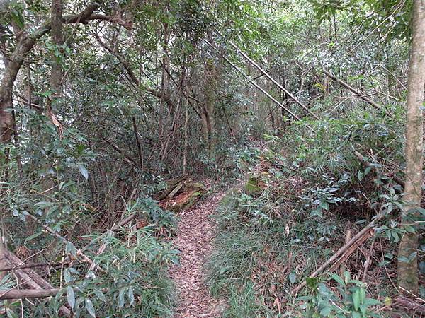 鳥嘴山、大窩山 (60).JPG