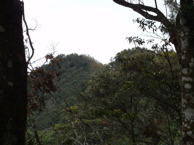 鳥嘴山、大窩山 (75).JPG