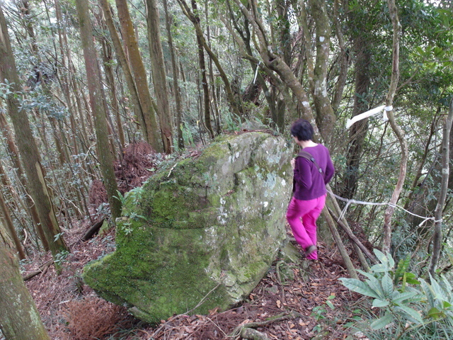 鳥嘴山、大窩山 (71).JPG