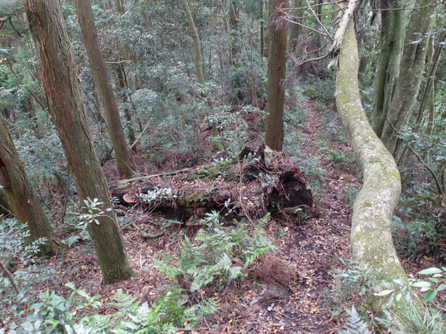 鳥嘴山、大窩山 (81).JPG