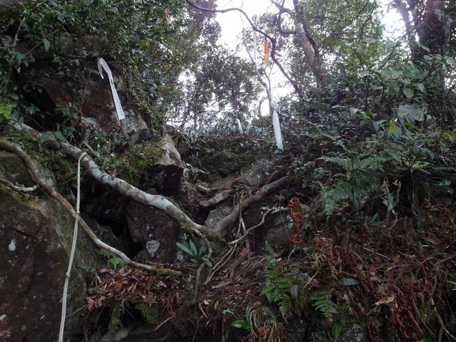 鳥嘴山、大窩山 (79).JPG