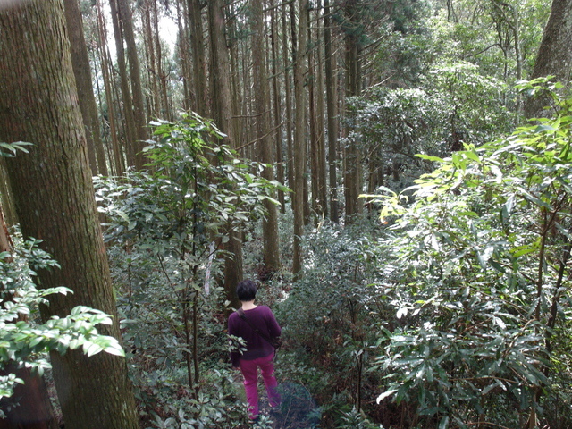 鳥嘴山、大窩山 (83).JPG