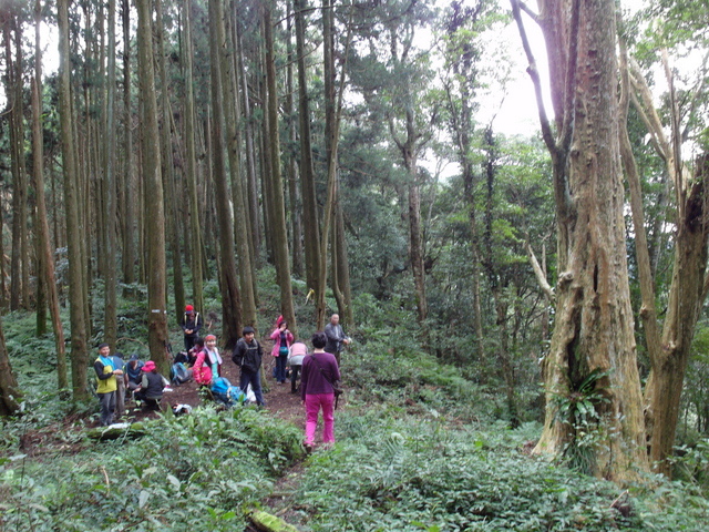 鳥嘴山、大窩山 (90).JPG