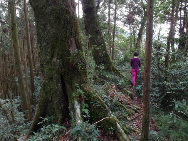 鳥嘴山、大窩山 (88).JPG