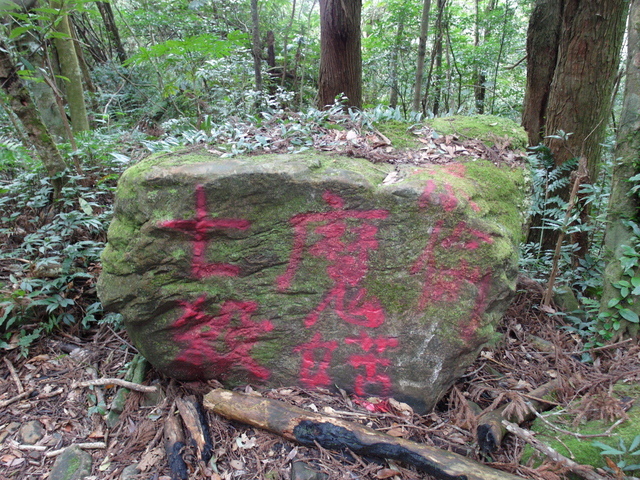 鳥嘴山、大窩山 (104).JPG