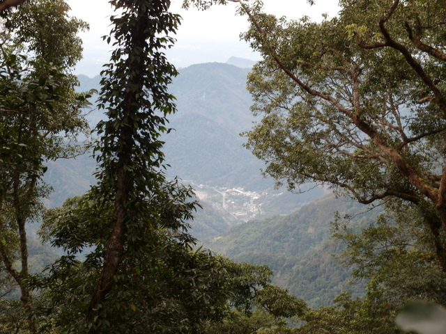 鳥嘴山、大窩山 (107).JPG