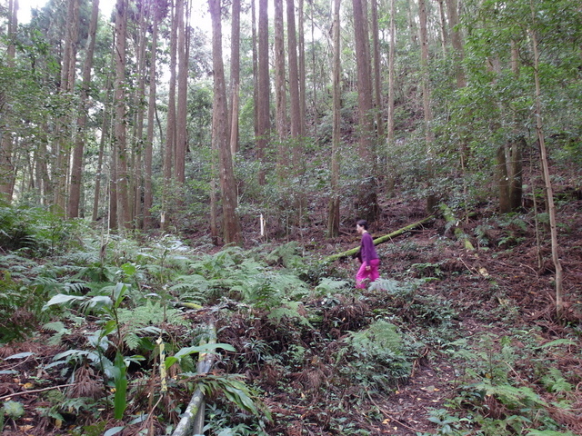 鳥嘴山、大窩山 (114).JPG