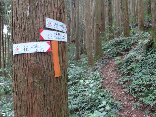 鳥嘴山、大窩山 (122).JPG