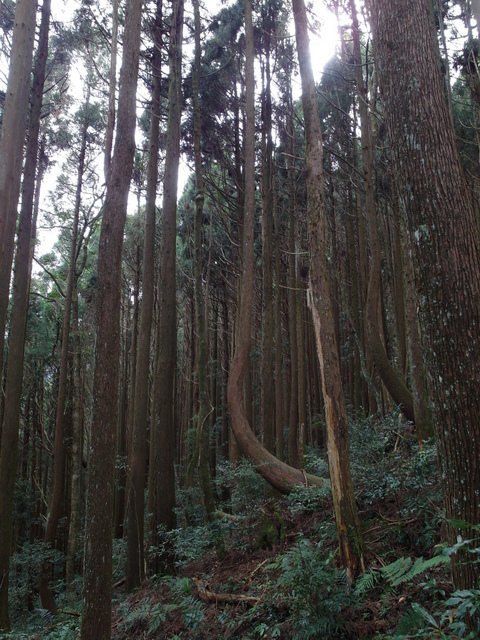 鳥嘴山、大窩山 (124).JPG