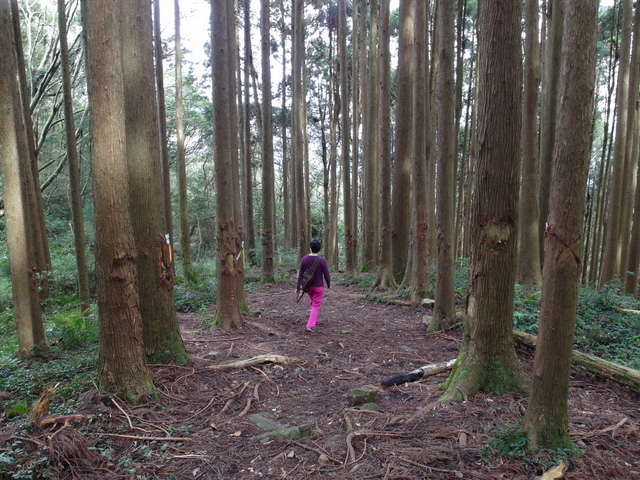 鳥嘴山、大窩山 (148).JPG