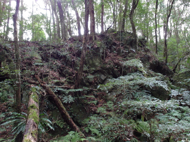 鳥嘴山、大窩山 (151).JPG