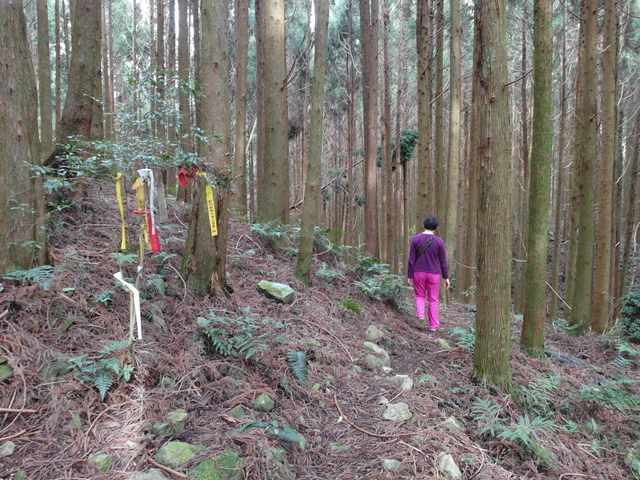 鳥嘴山、大窩山 (154).JPG