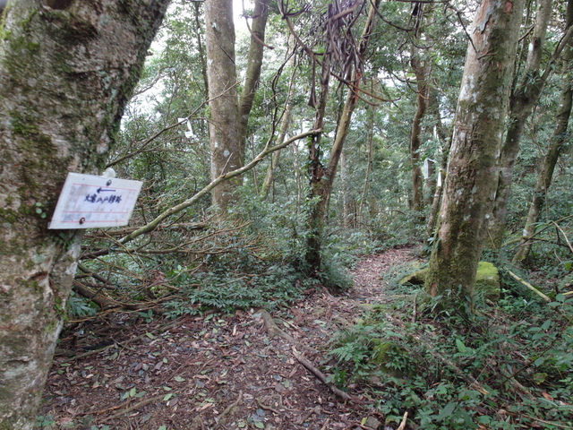 鳥嘴山、大窩山 (156).JPG