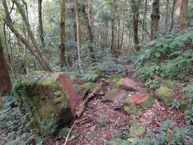 鳥嘴山、大窩山 (159).JPG