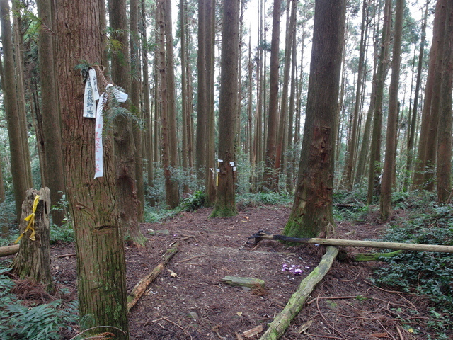 鳥嘴山、大窩山 (161).JPG