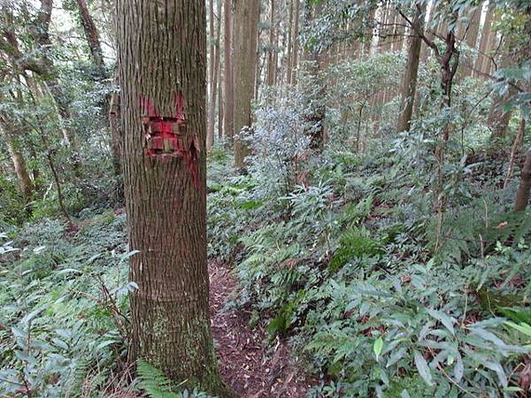 鳥嘴山、大窩山 (166).JPG