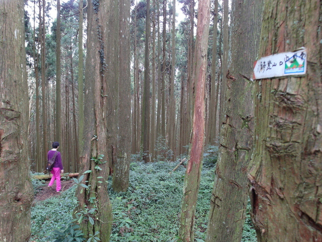 鳥嘴山、大窩山 (170).JPG