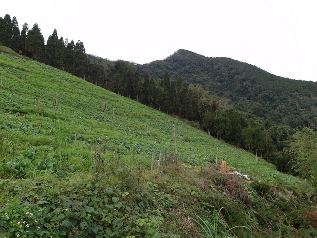 鳥嘴山、大窩山 (180).JPG