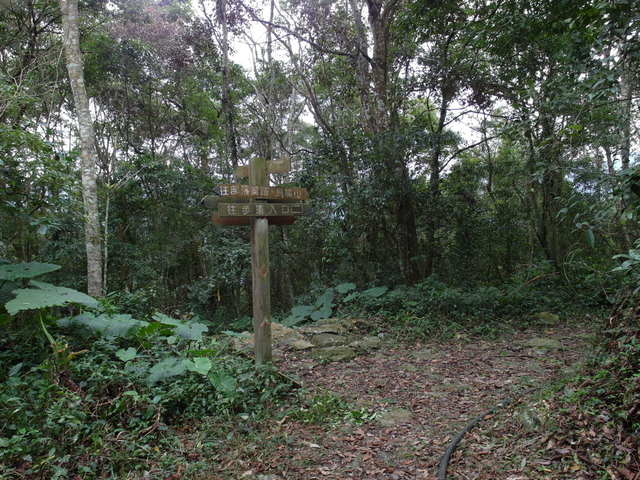 鳥嘴山、大窩山 (183).JPG