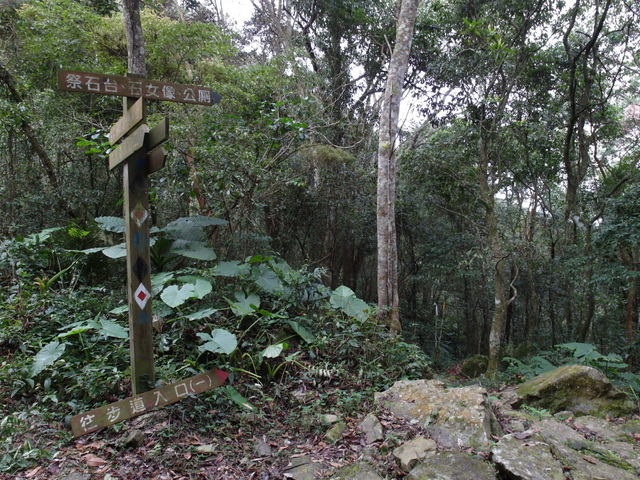 鳥嘴山、大窩山 (185).JPG