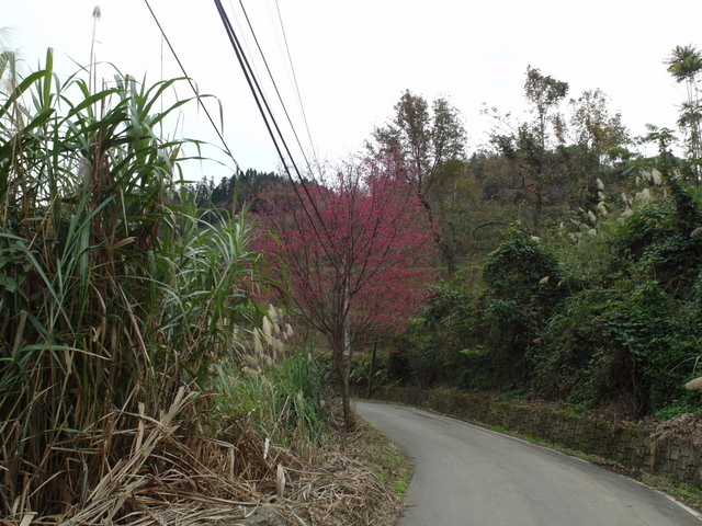 鳥嘴山、大窩山 (192).JPG