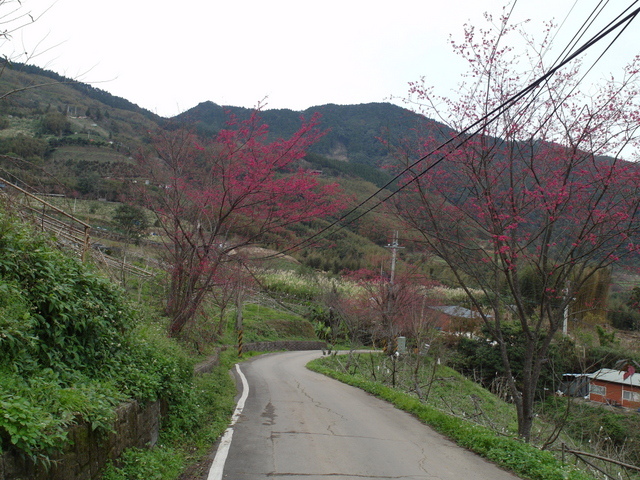 鳥嘴山、大窩山 (193).JPG