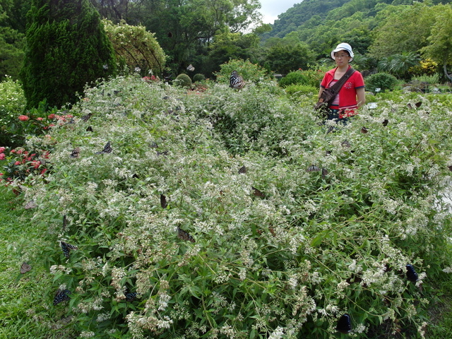 富源森林遊樂區 (14).JPG