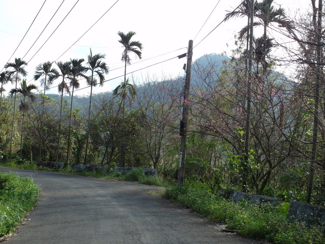 青山產業道路 (21).jpg