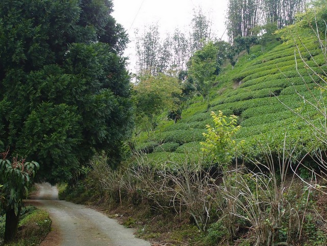 青山產業道路 (43).jpg