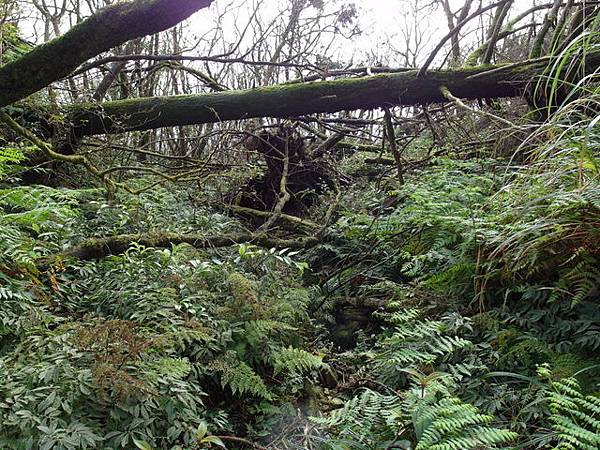 烘爐地山 (41).JPG