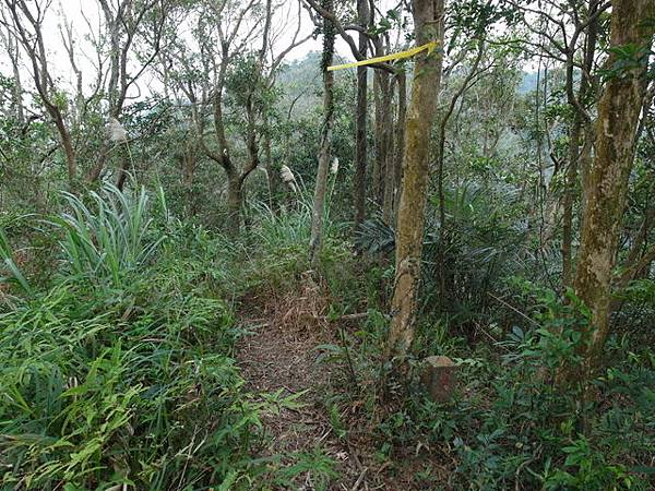 風露嘴山 (16).JPG