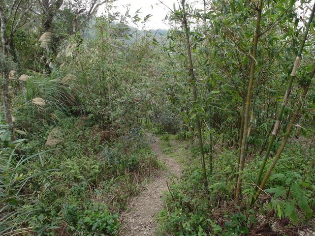 風露嘴山 (32).JPG