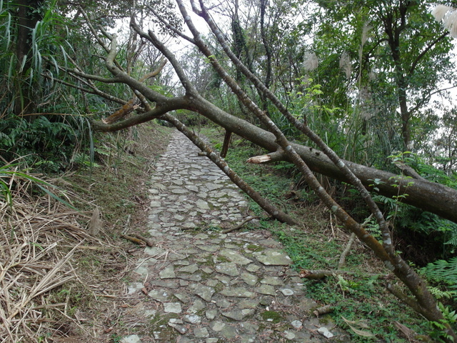 風露嘴山 (61).JPG