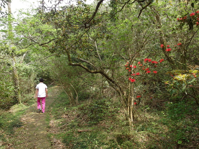 菜公坑山 (52).JPG