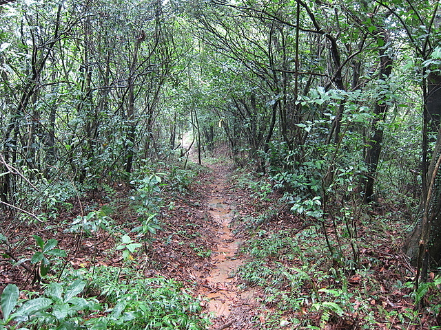 鹿崛坪古道 (101).jpg