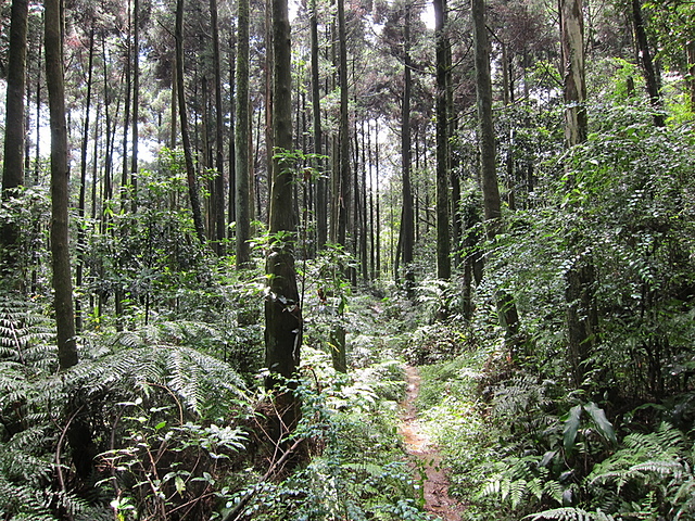 鹿崛坪古道 (102).jpg