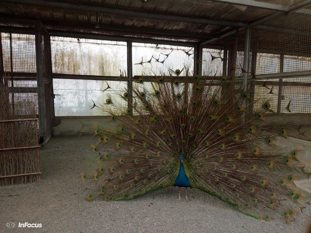 鳳凰鳥園 (98).JPG