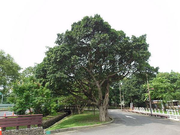 八德埤塘生態公園 (55).JPG