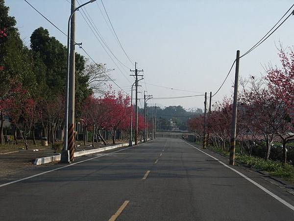 台中市 新社區 櫻木花道 (15).JPG