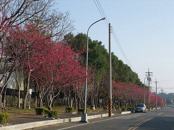 台中市 新社區 櫻木花道 (14).JPG