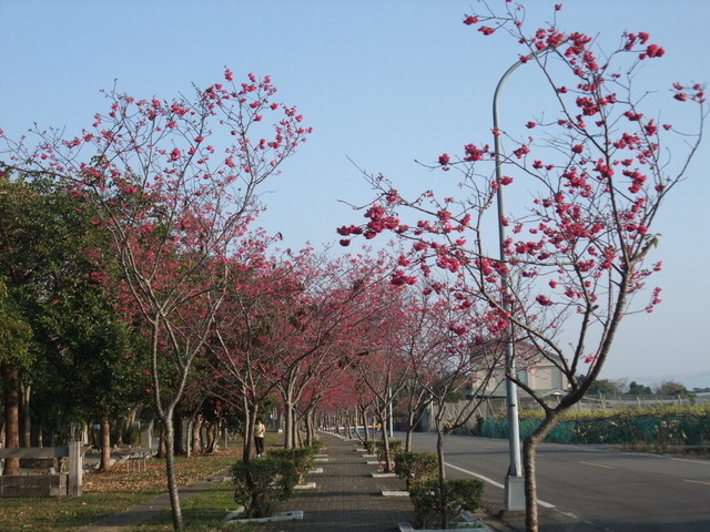 台中市 新社區 櫻木花道 (26).JPG